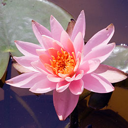 Water Lily 'Colorado'